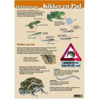 edukaart kikker en pad