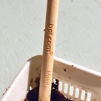bloeipotlood madeliefje