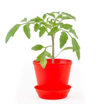kweekset tomaten