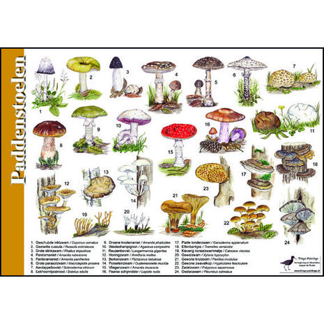 zoekkaart paddenstoelen