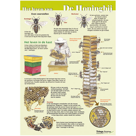 edukaart honingbij
