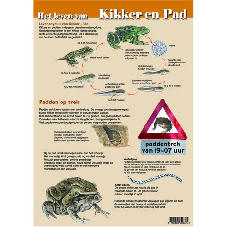 edukaart kikker en pad