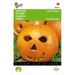 Jack o latern pompoenen - Buzzy seeds Jack o latern pompoenen - Buzzy seeds