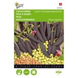 Capucijners - Buzzy Capucijners - Buzzy