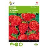 Aardbeien Grandian- Buzzy Aardbeien Grandian- Buzzy